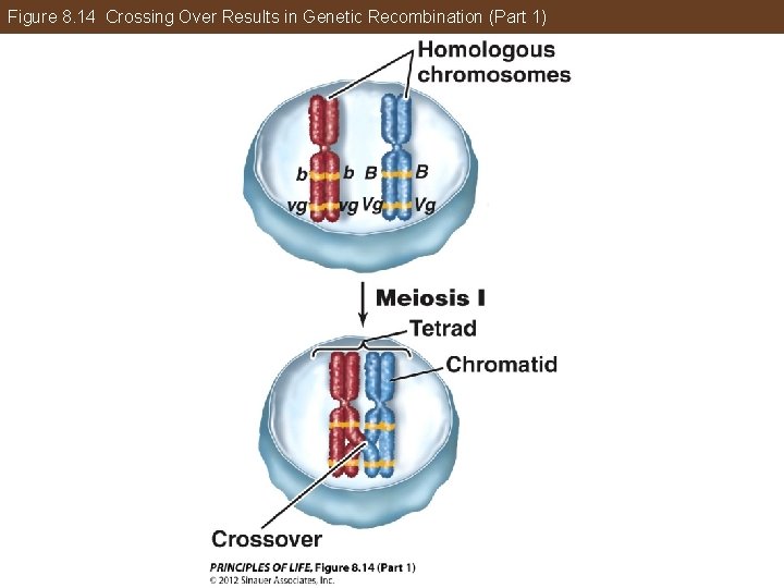 Figure 8. 14 Crossing Over Results in Genetic Recombination (Part 1) 