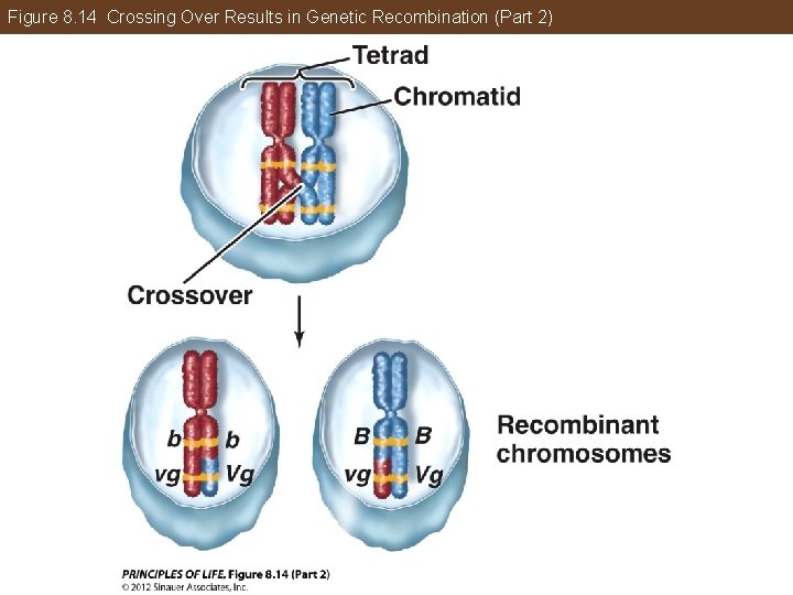 Figure 8. 14 Crossing Over Results in Genetic Recombination (Part 2) 