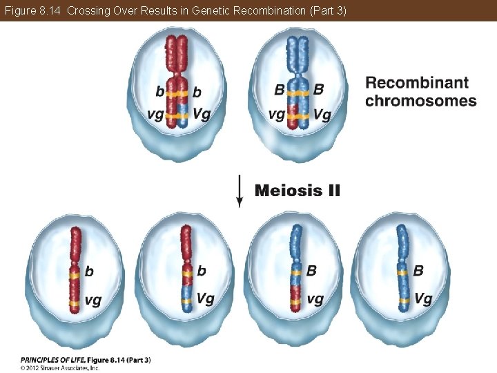 Figure 8. 14 Crossing Over Results in Genetic Recombination (Part 3) 