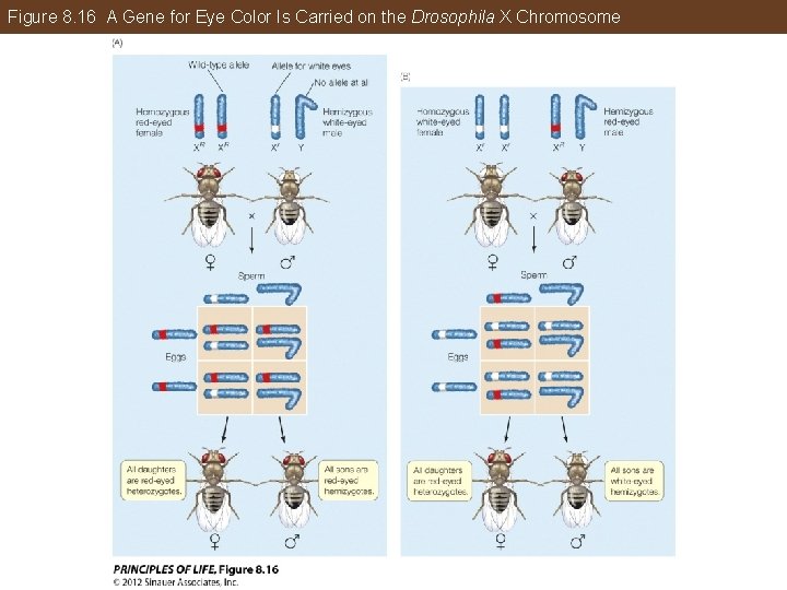 Figure 8. 16 A Gene for Eye Color Is Carried on the Drosophila X