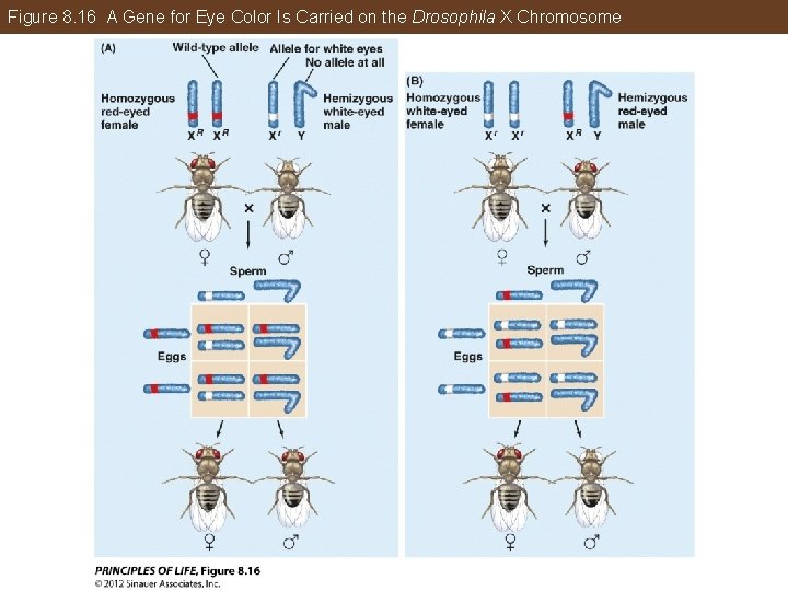 Figure 8. 16 A Gene for Eye Color Is Carried on the Drosophila X