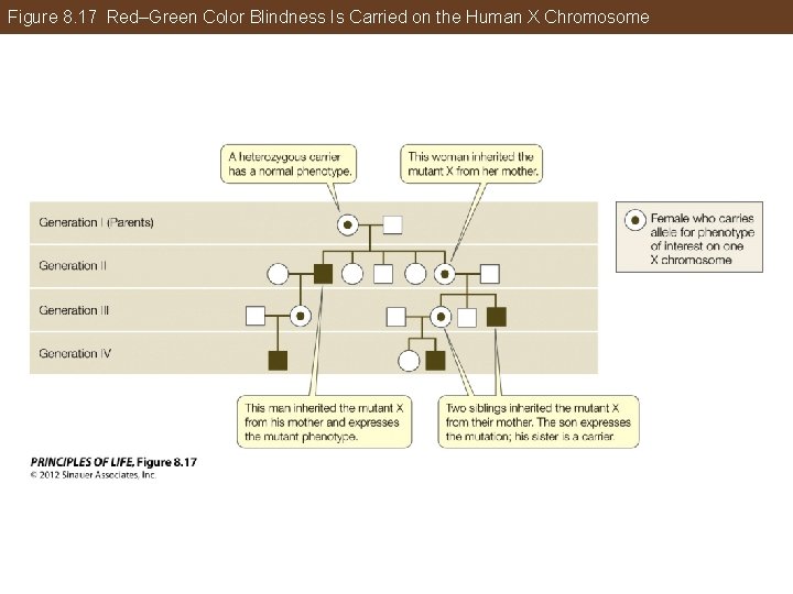 Figure 8. 17 Red–Green Color Blindness Is Carried on the Human X Chromosome 