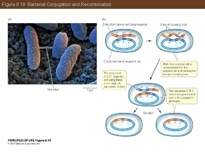 Figure 8. 19 Bacterial Conjugation and Recombination 