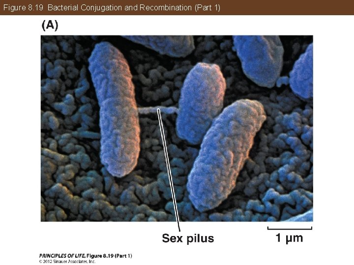 Figure 8. 19 Bacterial Conjugation and Recombination (Part 1) 