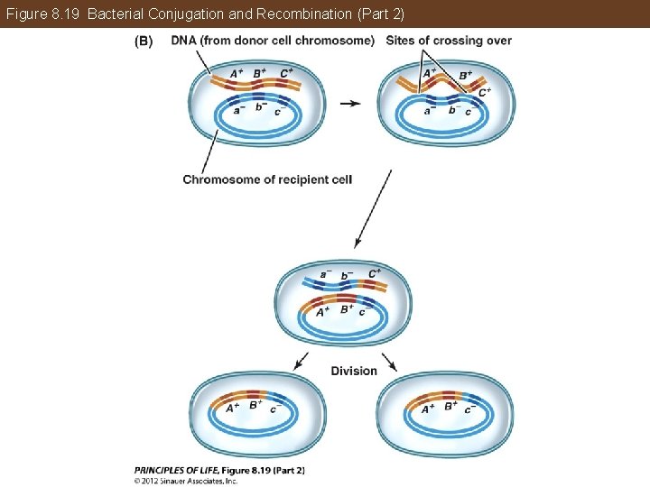 Figure 8. 19 Bacterial Conjugation and Recombination (Part 2) 