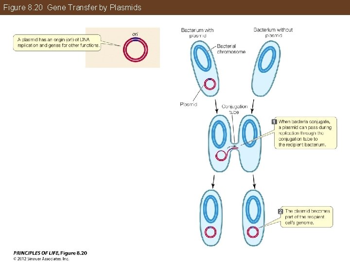 Figure 8. 20 Gene Transfer by Plasmids 