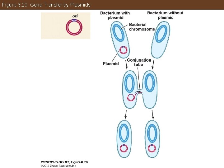 Figure 8. 20 Gene Transfer by Plasmids 