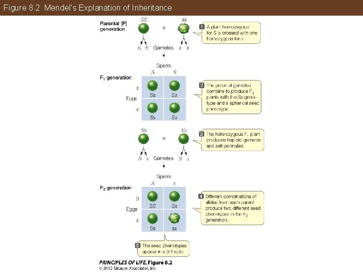 Figure 8. 2 Mendel’s Explanation of Inheritance 