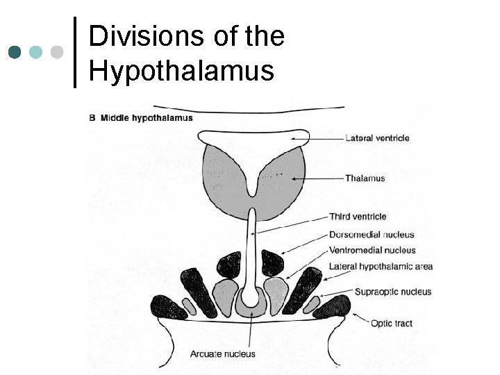 Divisions of the Hypothalamus 