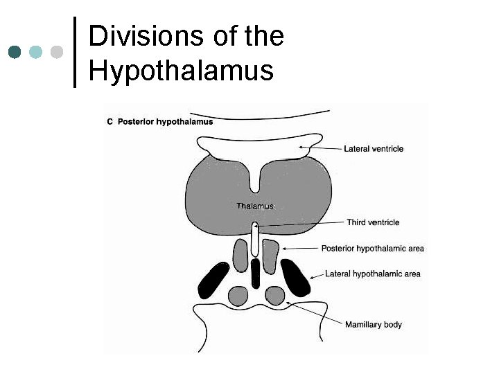 Divisions of the Hypothalamus 