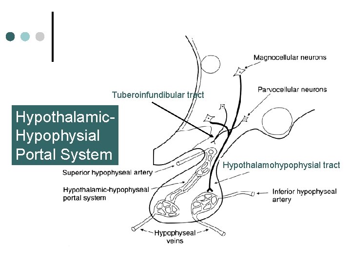 Tuberoinfundibular tract Hypothalamic. Hypophysial Portal System Hypothalamohypophysial tract 