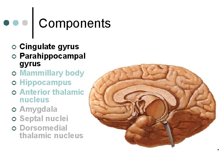 Components ¢ ¢ ¢ ¢ Cingulate gyrus Parahippocampal gyrus Mammillary body Hippocampus Anterior thalamic