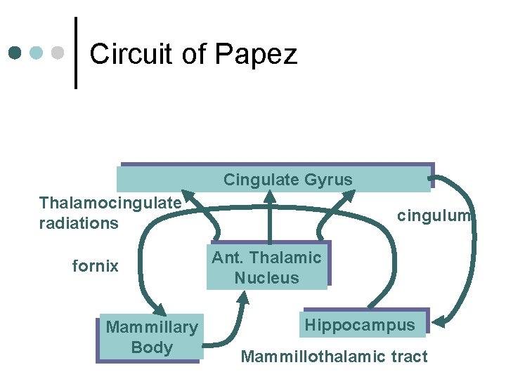 Circuit of Papez Cingulate Gyrus Thalamocingulate radiations fornix Mammillary Body cingulum Ant. Thalamic Nucleus
