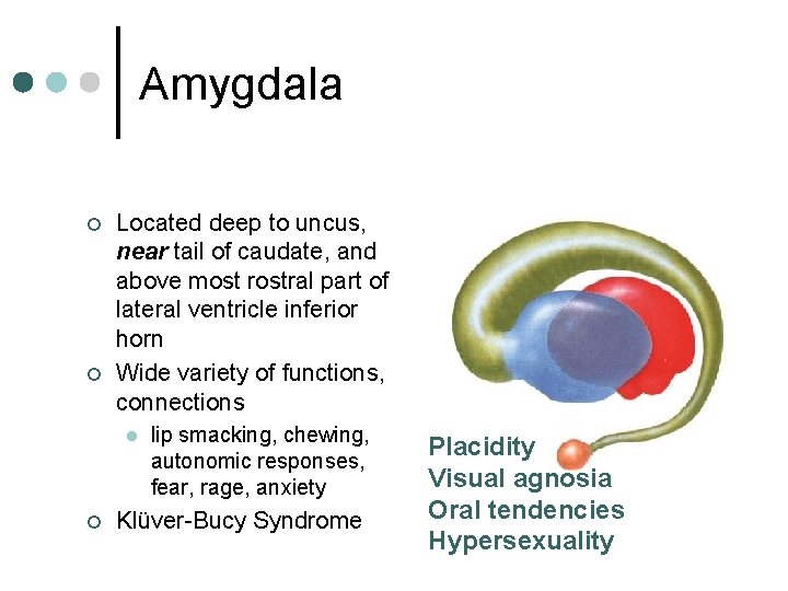 Amygdala ¢ ¢ Located deep to uncus, near tail of caudate, and above most