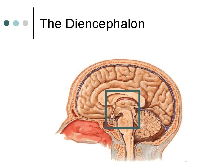 The Diencephalon 