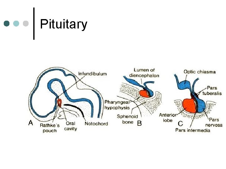 Pituitary 