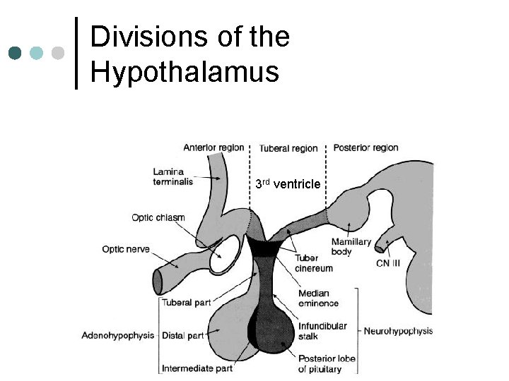 Divisions of the Hypothalamus 3 rd ventricle 