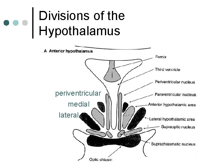 Divisions of the Hypothalamus periventricular medial lateral 
