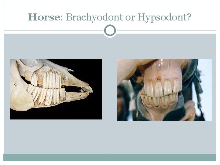 Horse: Brachyodont or Hypsodont? 