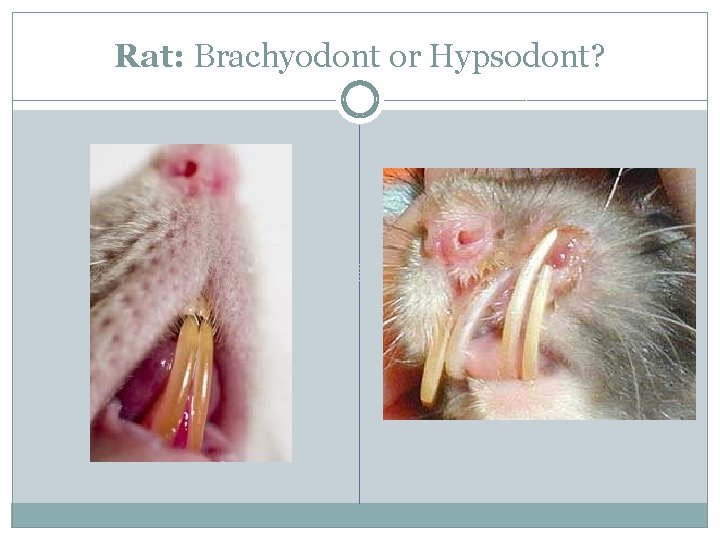 Rat: Brachyodont or Hypsodont? 