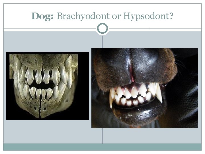 Dog: Brachyodont or Hypsodont? 