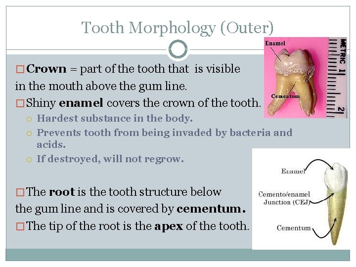 Tooth Morphology (Outer) � Crown = part of the tooth that is visible in