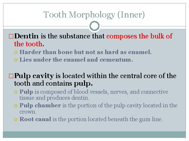 Tooth Morphology (Inner) �Dentin is the substance that composes the bulk of the tooth