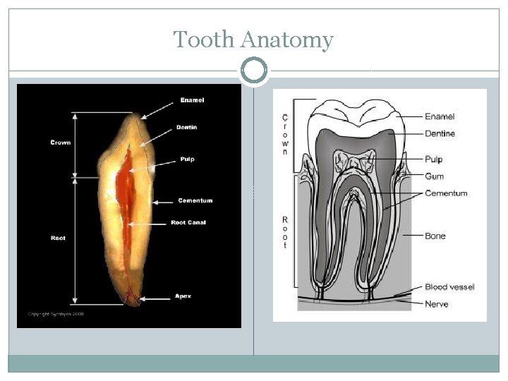 Tooth Anatomy 