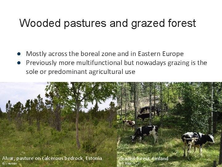 Wooded pastures and grazed forest ● Mostly across the boreal zone and in Eastern