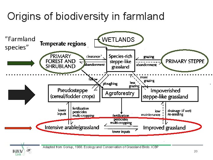 Origins of biodiversity in farmland ”Farmland species” WETLANDS Agroforestry Adapted from Goriup, 1988. Ecology