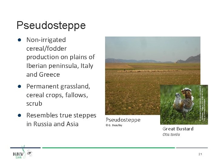 Pseudosteppe ● Non-irrigated cereal/fodder production on plains of Iberian peninsula, Italy and Greece ●