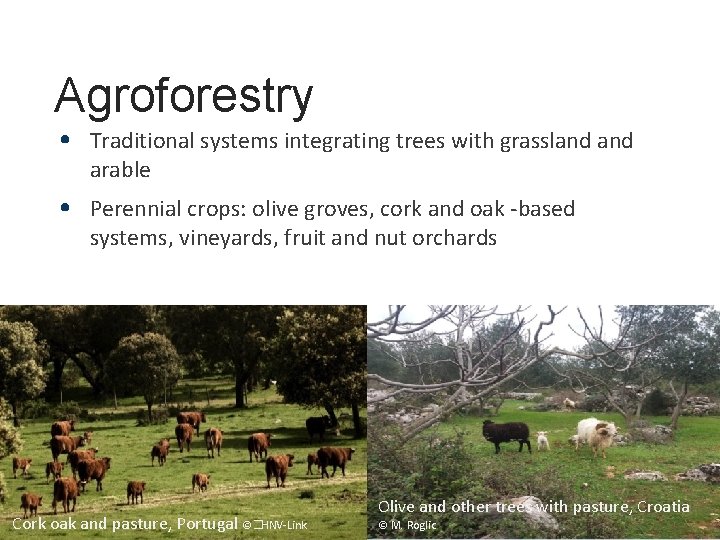 Agroforestry • Traditional systems integrating trees with grassland arable • Perennial crops: olive groves,