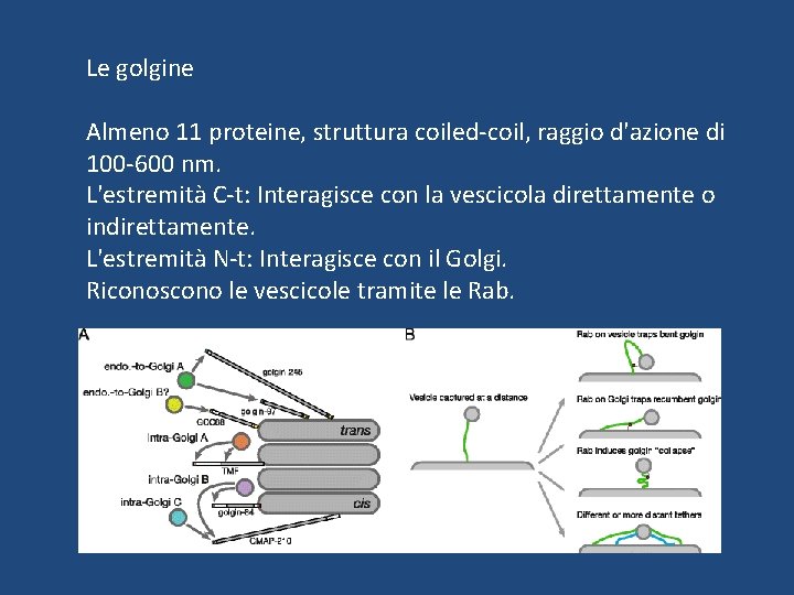 Le golgine Almeno 11 proteine, struttura coiled-coil, raggio d'azione di 100 -600 nm. L'estremità