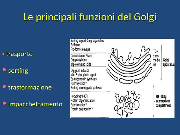 Le principali funzioni del Golgi • trasporto • sorting • trasformazione • impacchettamento 