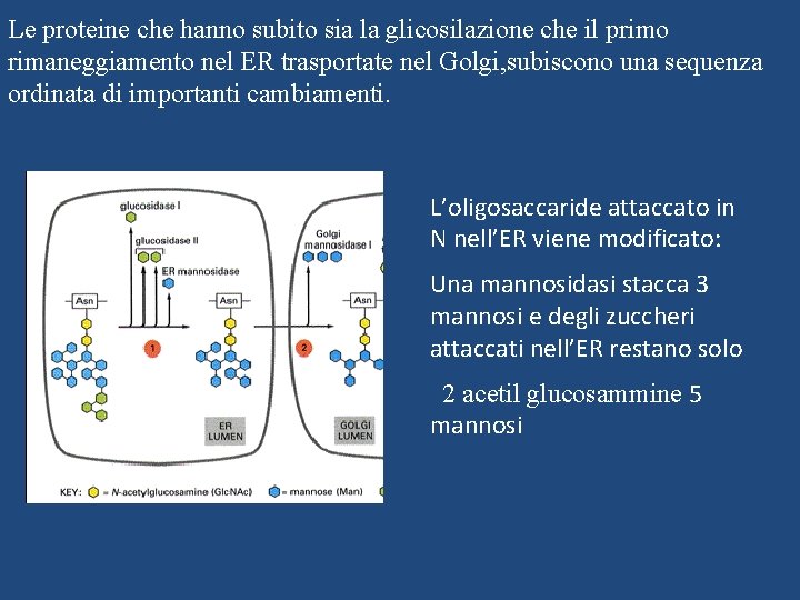 Le proteine che hanno subito sia la glicosilazione che il primo rimaneggiamento nel ER