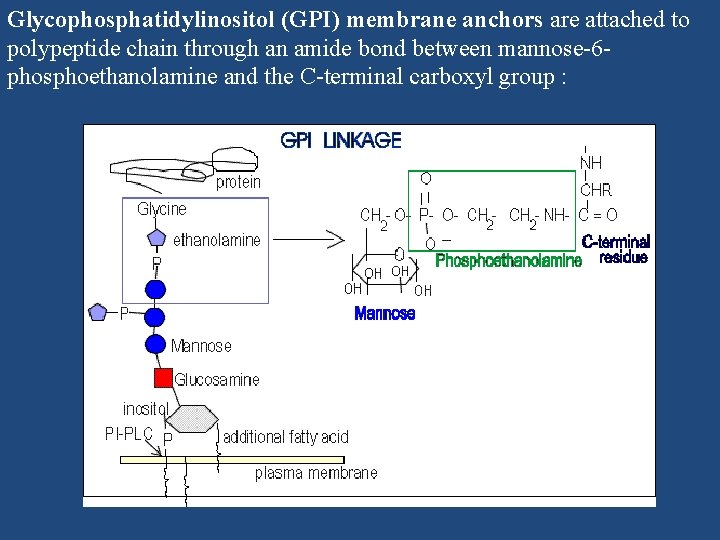 Glycophosphatidylinositol (GPI) membrane anchors are attached to polypeptide chain through an amide bond between