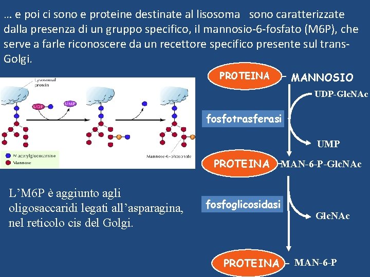 … e poi ci sono e proteine destinate al lisosoma sono caratterizzate dalla presenza