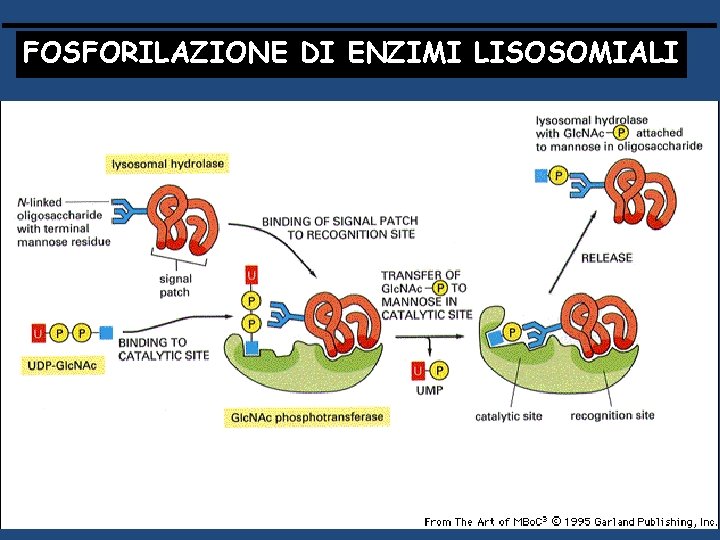 FOSFORILAZIONE DI ENZIMI LISOSOMIALI 