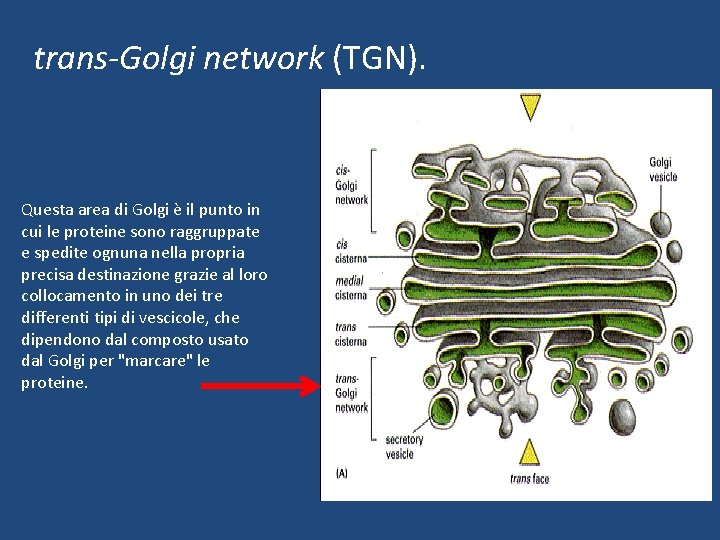 trans-Golgi network (TGN). Questa area di Golgi è il punto in cui le proteine