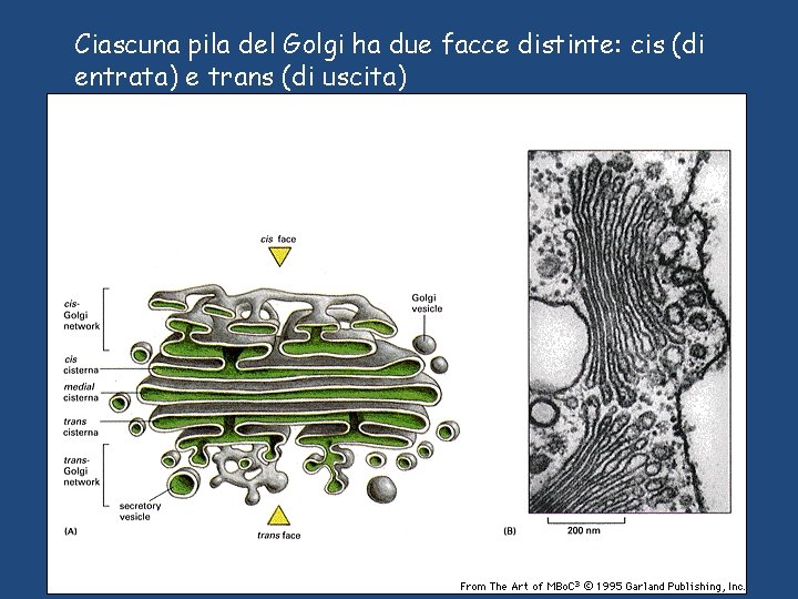 Ciascuna pila del Golgi ha due facce distinte: cis (di entrata) e trans (di