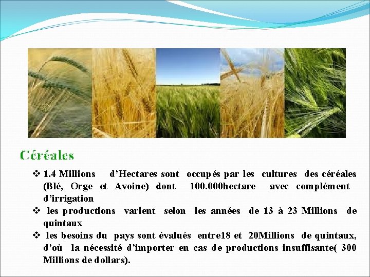 Céréales v 1. 4 Millions d’Hectares sont occupés par les cultures des céréales (Blé,