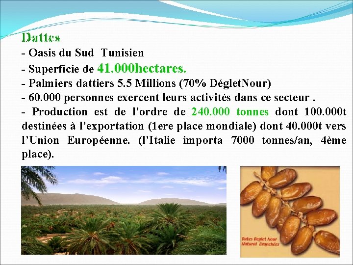 Dattes - Oasis du Sud Tunisien - Superficie de 41. 000 hectares. - Palmiers