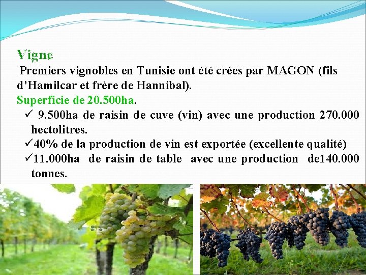 Vigne Premiers vignobles en Tunisie ont été crées par MAGON (fils d’Hamilcar et frère