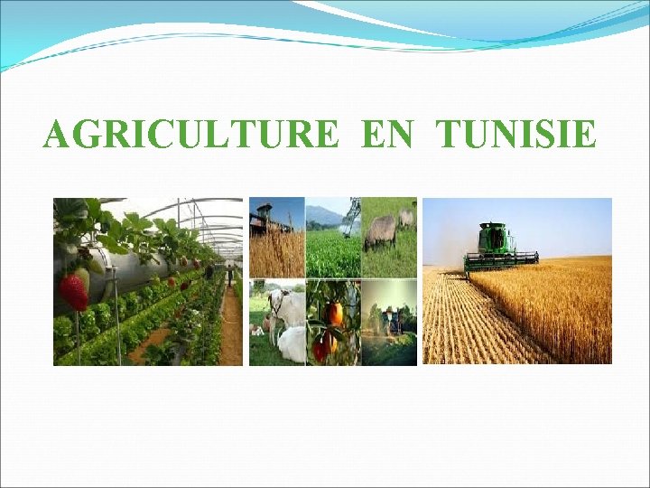 AGRICULTURE EN TUNISIE 