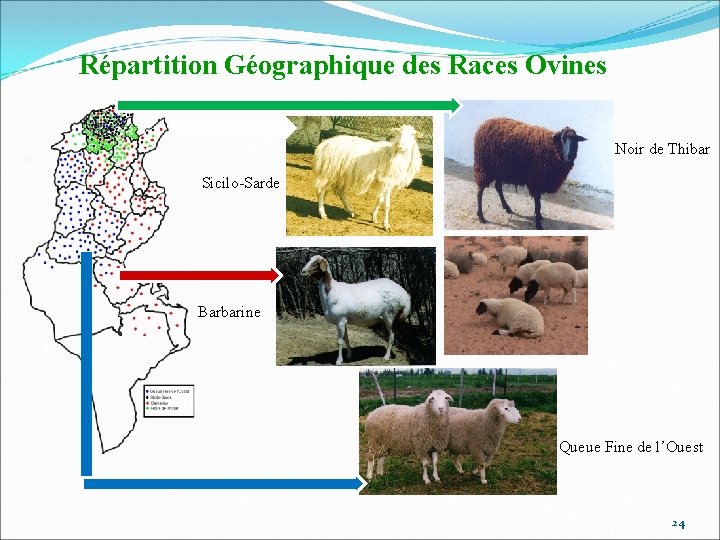 Répartition Géographique des Races Ovines Noir de Thibar Sicilo-Sarde Barbarine Queue Fine de l’Ouest