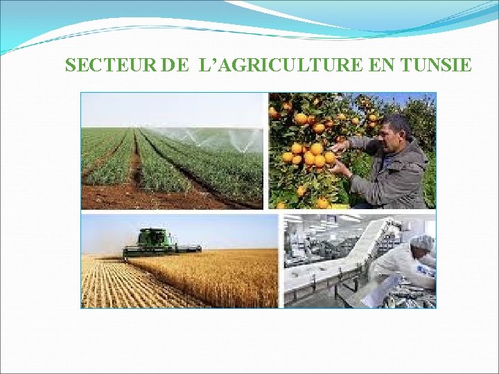 SECTEUR DE L’AGRICULTURE EN TUNSIE 