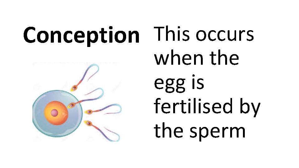 Conception This occurs when the egg is fertilised by the sperm 