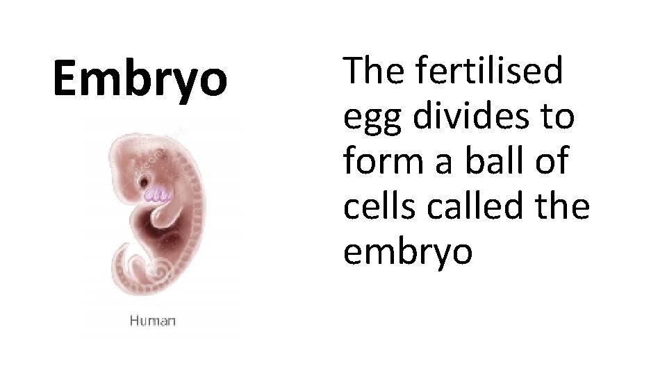 Embryo The fertilised egg divides to form a ball of cells called the embryo