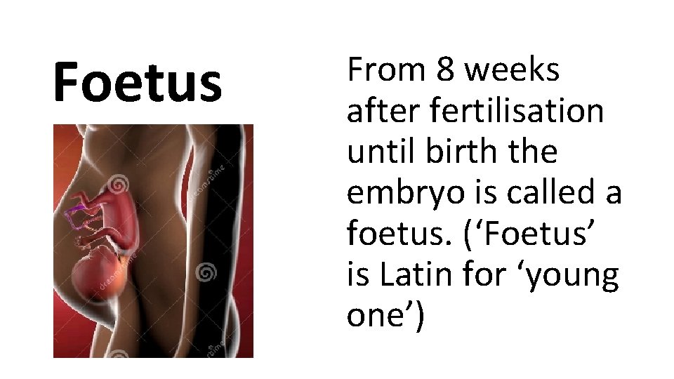 Foetus From 8 weeks after fertilisation until birth the embryo is called a foetus.