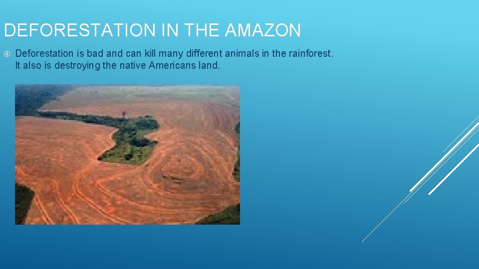 DEFORESTATION IN THE AMAZON Deforestation is bad and can kill many different animals in